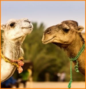 private 2 days tour from Marrakech to Zagora,Morocco Sahara desert tour