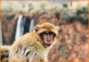 escursione privata da Marrakech a Cascate di Ouzoud, avventura Marrakech 1 gita di un giorno